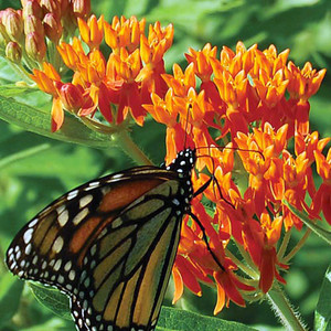 Butterfly Flower Butterfly Flower