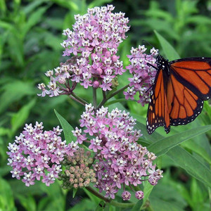 Butterfly Flower - Pink Butterfly Flower - Pink