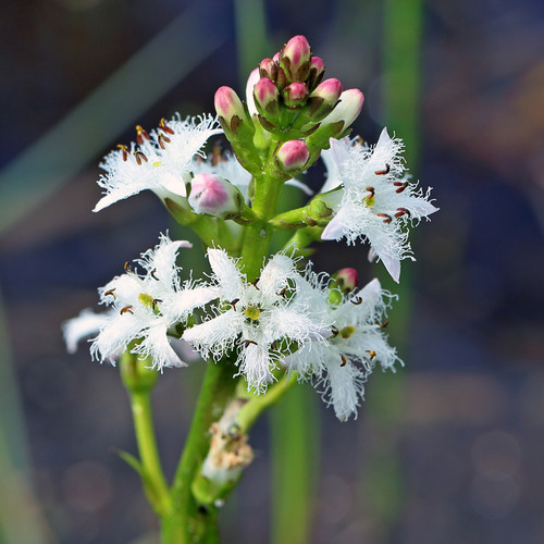 Bog Bean (Menyanthes trifoliata)