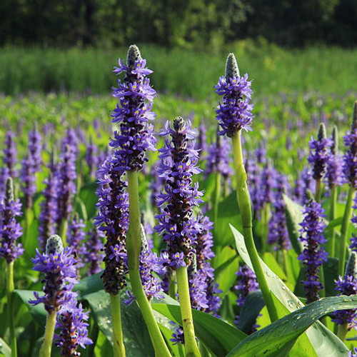 Purple Pickerel Rush (Pontederia cordata)