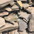 Wallstone 'Fieldstone Red' - Thin