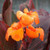 African Sunset Canna, Tropical pond plants