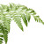 Leather Fern (Acrostichum danaeifolium)