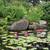 Small Lily Pond Kit Small Lily Pond Kit