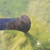 PondoVac 5 Pond Vacuum's String Algae Nozzle PondoVac 5 Pond Vacuum's String Algae Nozzle