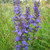Blue Cardinal Flower (Lobelia siphilitica)