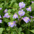 Mazus reptans Mazus reptans