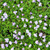 Mazus reptans pond plant - ground cover Mazus reptans pond plant - ground cover
