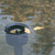 AquaSkim Pond Skimmer AquaSkim Pond Skimmer