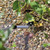 2-in-1 pond scissors 2-in-1 pond scissors