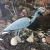 Blue Heron Predator Decoy for ponds
