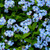 Blue Forget-Me-Nots (Myosotis sciproides)