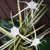 Variegated Spider Lily (Variegated Caribaea Hymenocallis)