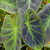 Colocasia illustris