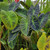 Imperial Taro "Elephant Ears"