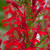Red Cardinal Flower (Lobelia cardinalis) Red Cardinal Flower (Lobelia cardinalis)