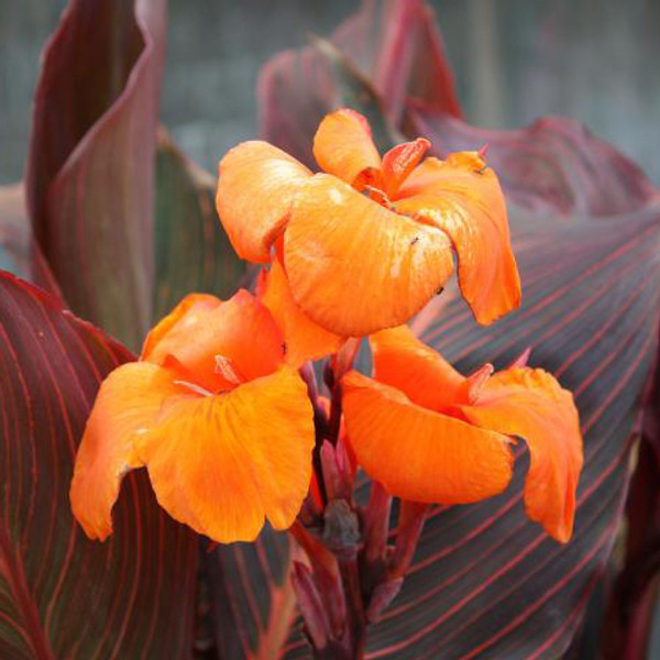 African Sunset Canna, Tropical pond plants