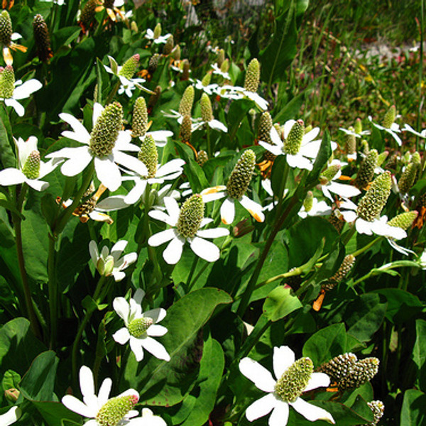 Yerba Mansa (Anemopsis Californica)