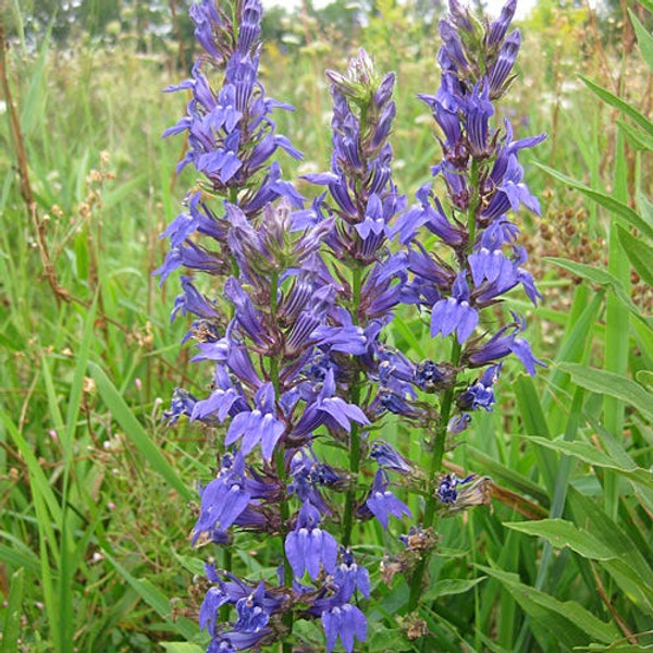 Blue Cardinal Flower (Lobelia siphilitica)