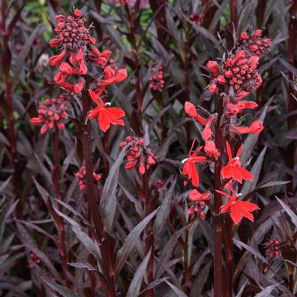 Red Cardinal Flower (Queen Victoria lobelia)