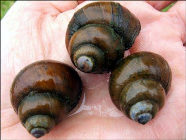 Trapdoor Pond Snails