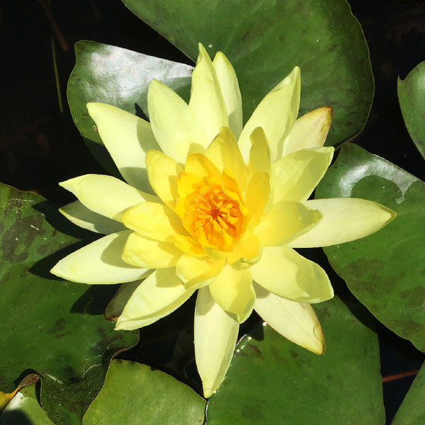 'Joey Tomocik' Yellow: Hardy Water Lily