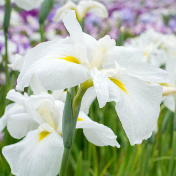 Alba White Water Iris (Iris cristata)