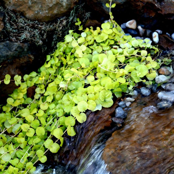 Moneywort Pond Plants