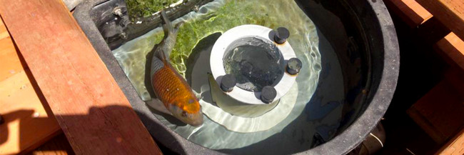 Keeping Fish Out Of Pond Skimmers - Water X Scapes