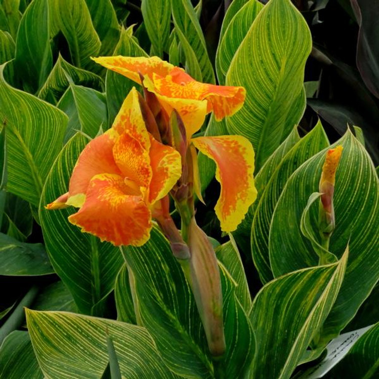 2011 - CANNA