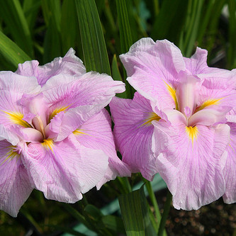 Pink Melody Water Iris | Pond Plants