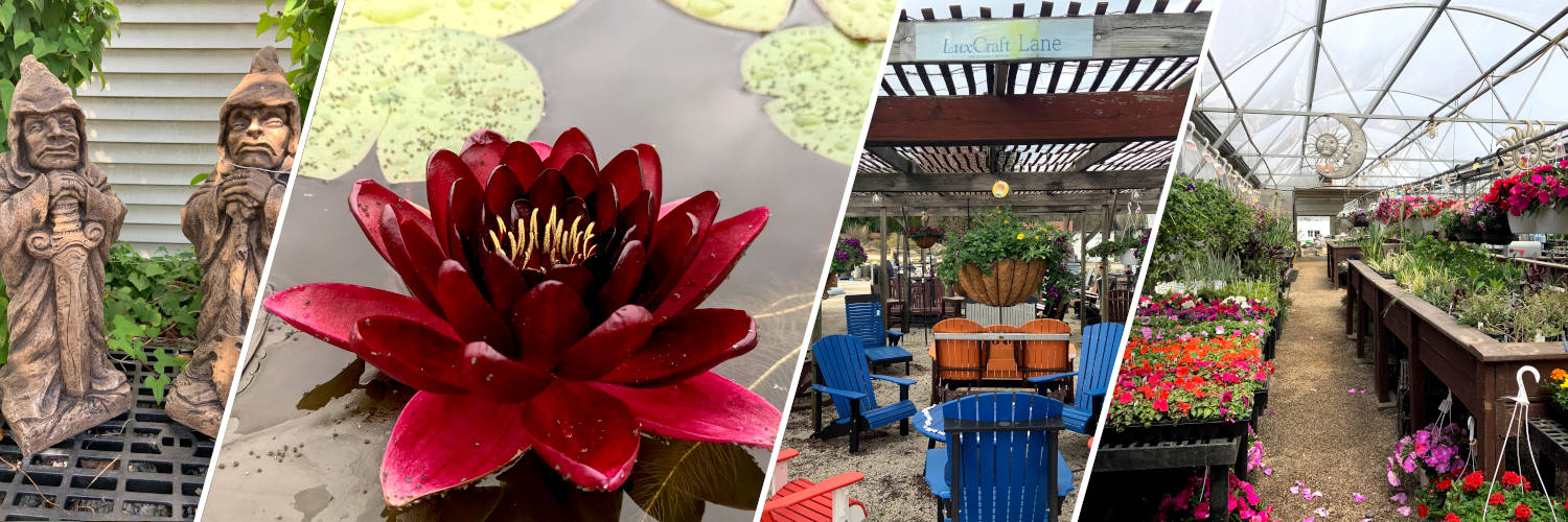 Pond Supplies and Water Gardening Water X Scapes