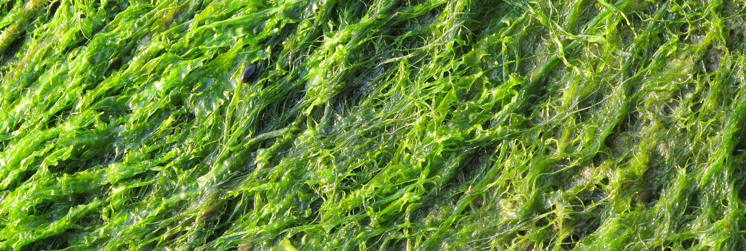 Pond Supplies and Water Gardening Water X Scapes