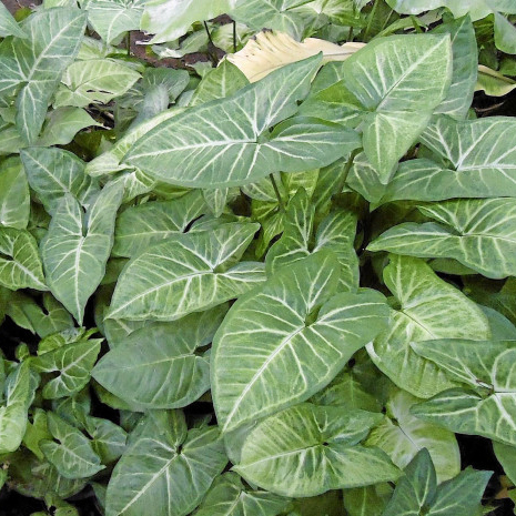 Pond Plants, Hardy Pond Plants Online