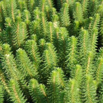 Pond Plants, Hardy Pond Plants Online