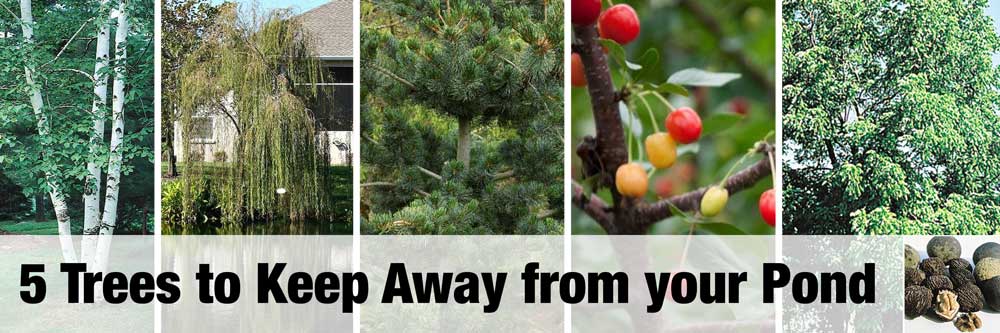 5 Trees To Keep Away From Ponds 5 Trees To Keep Away From Ponds