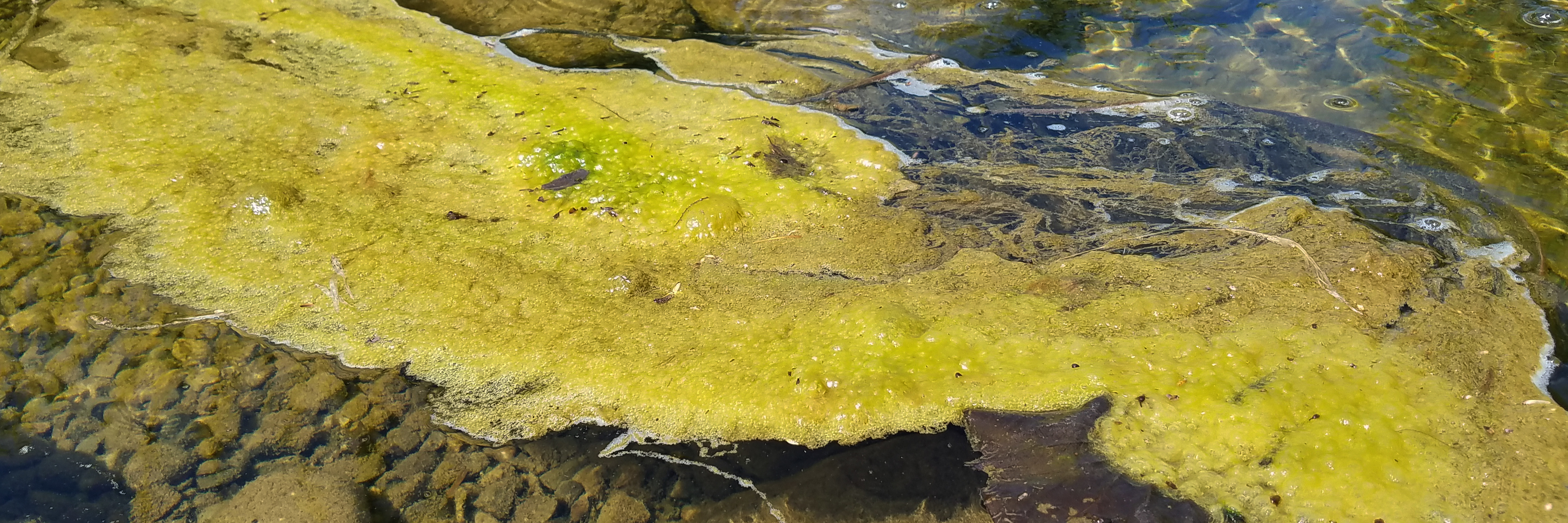 Treating Different Types Of Pond Algae Treating Different Types Of Pond Algae