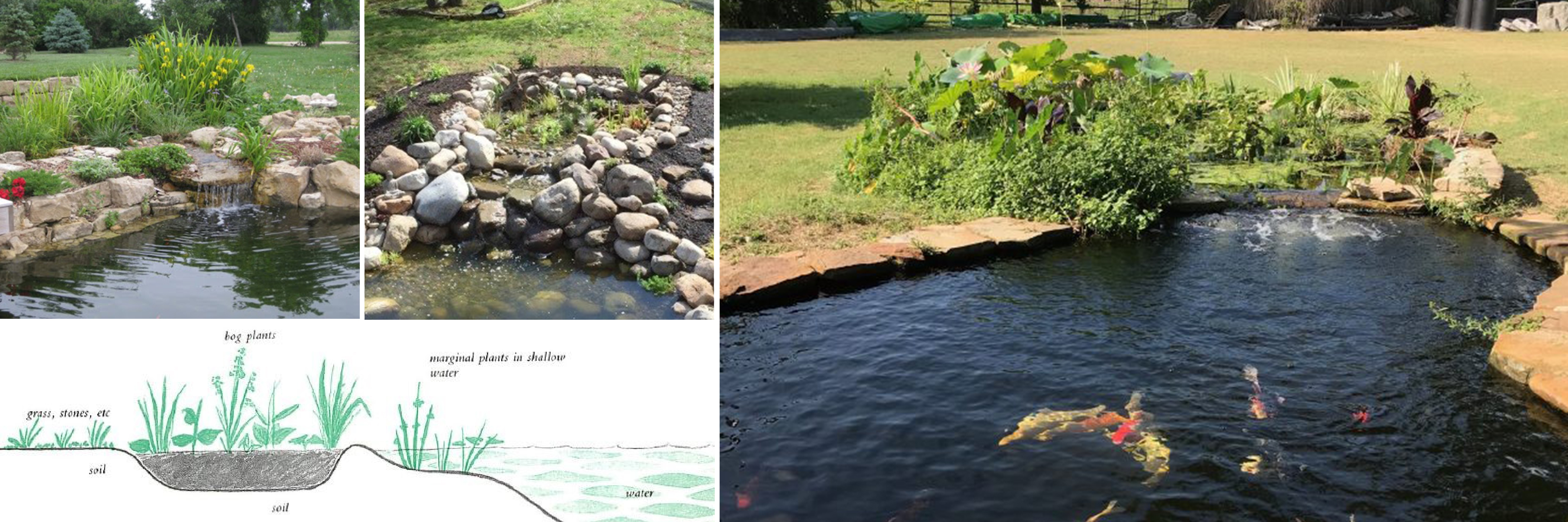 Benefits of a Bog Garden for Ponds Benefits of a Bog Garden for Ponds