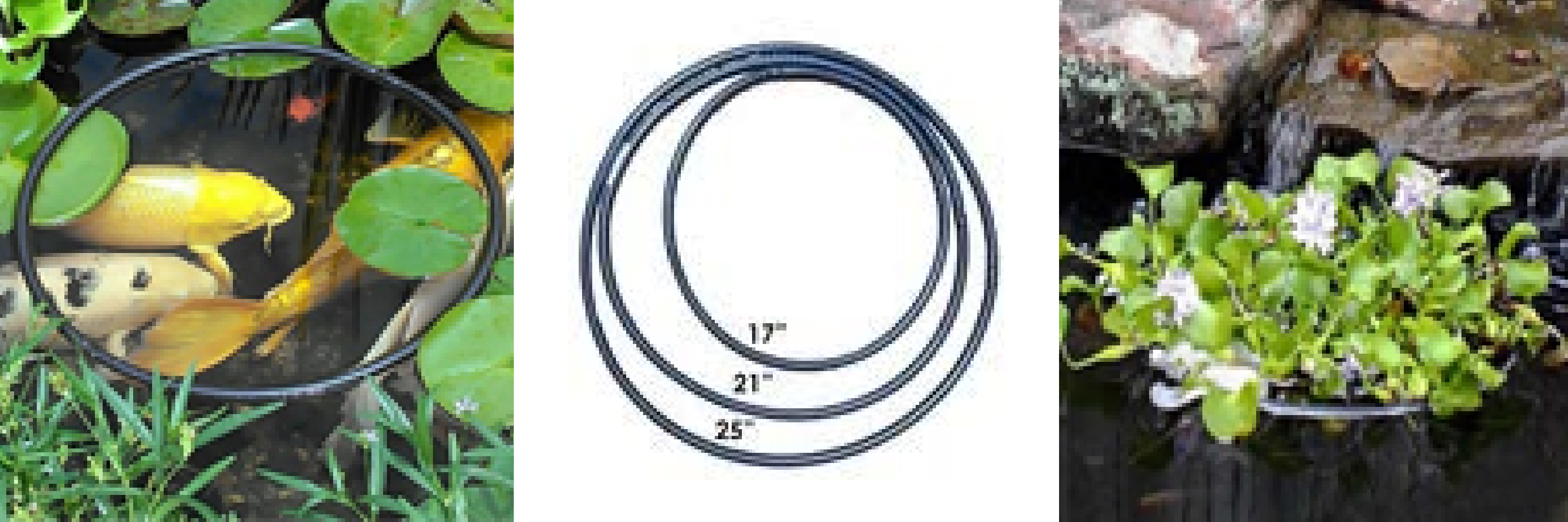 Learn the Many Benefits of a Floating Fish Feeder Ring Learn the Many Benefits of a Floating Fish Feeder Ring