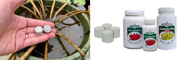 Fertilizing Pond Plants Fertilizing Pond Plants