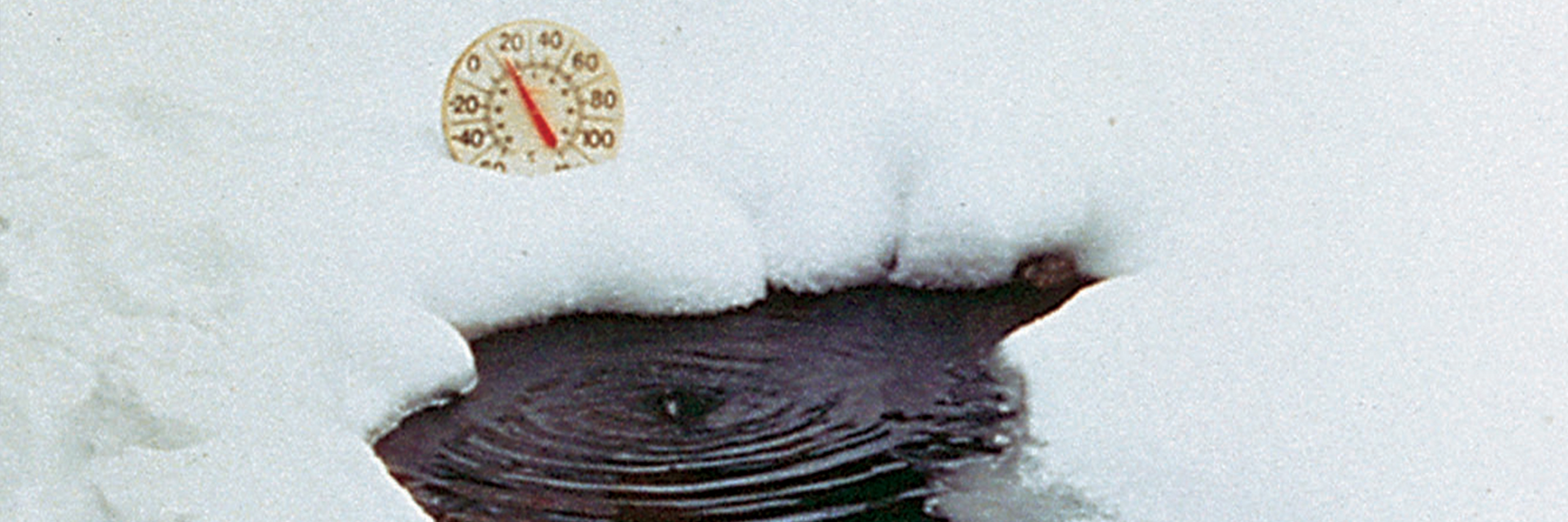 How to Keep Pond Fish Alive in Winter