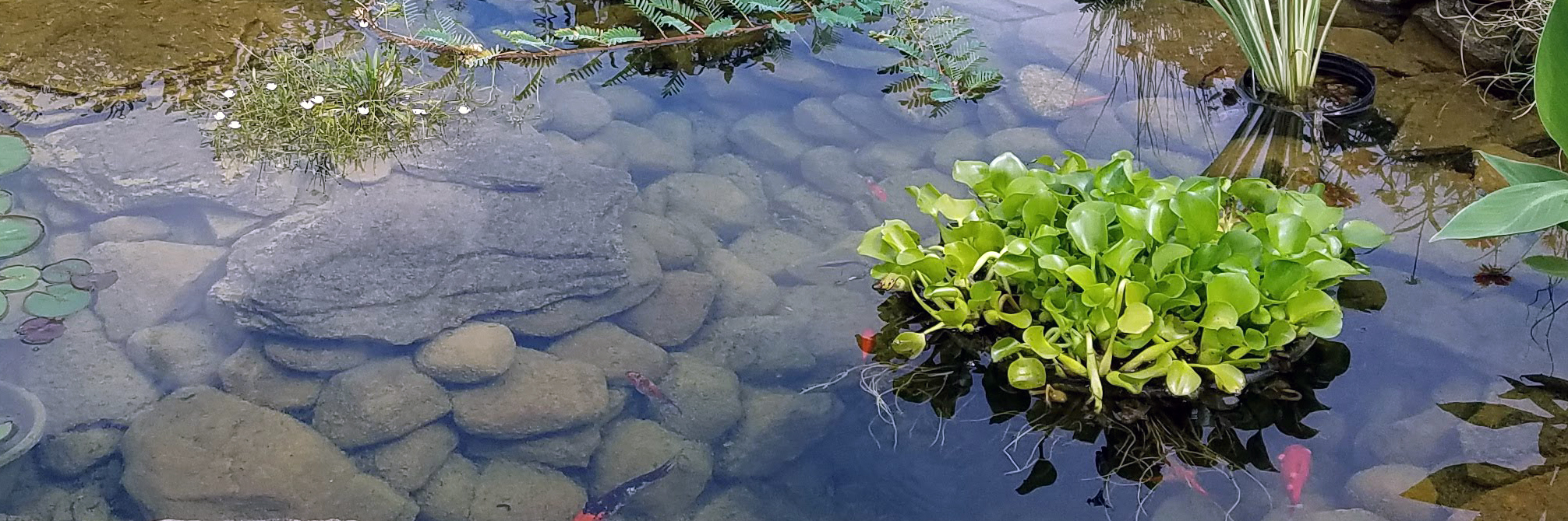 Floating & Submerged Pond Plants Floating & Submerged Pond Plants
