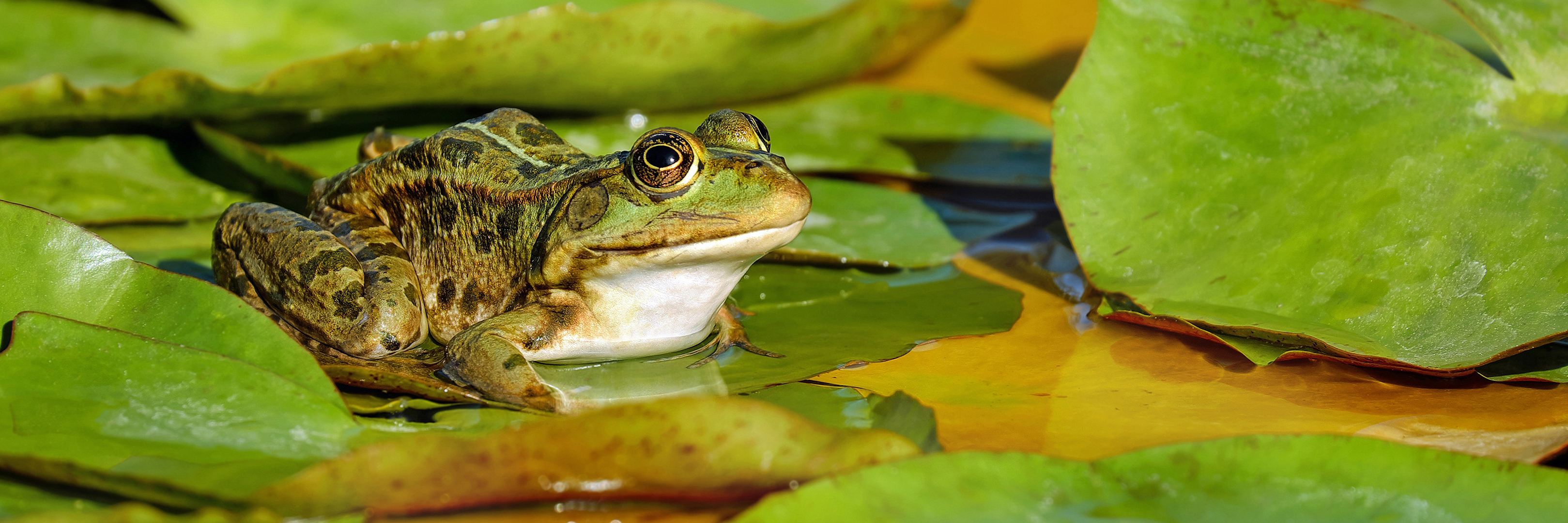 What Happens to the Frogs in my Pond During the Winter?