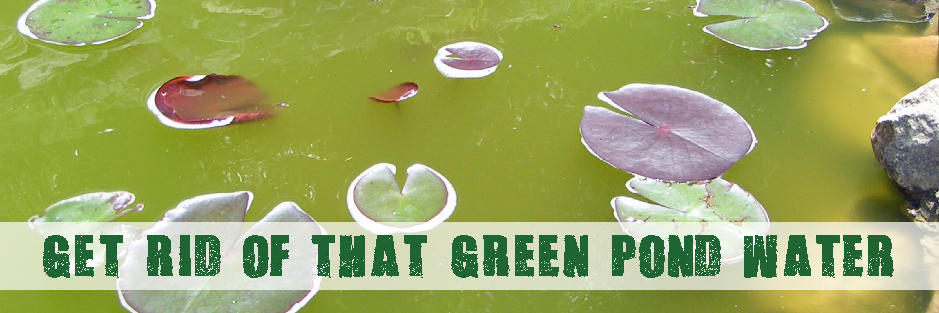 How To Fix Green Pond Water How To Fix Green Pond Water