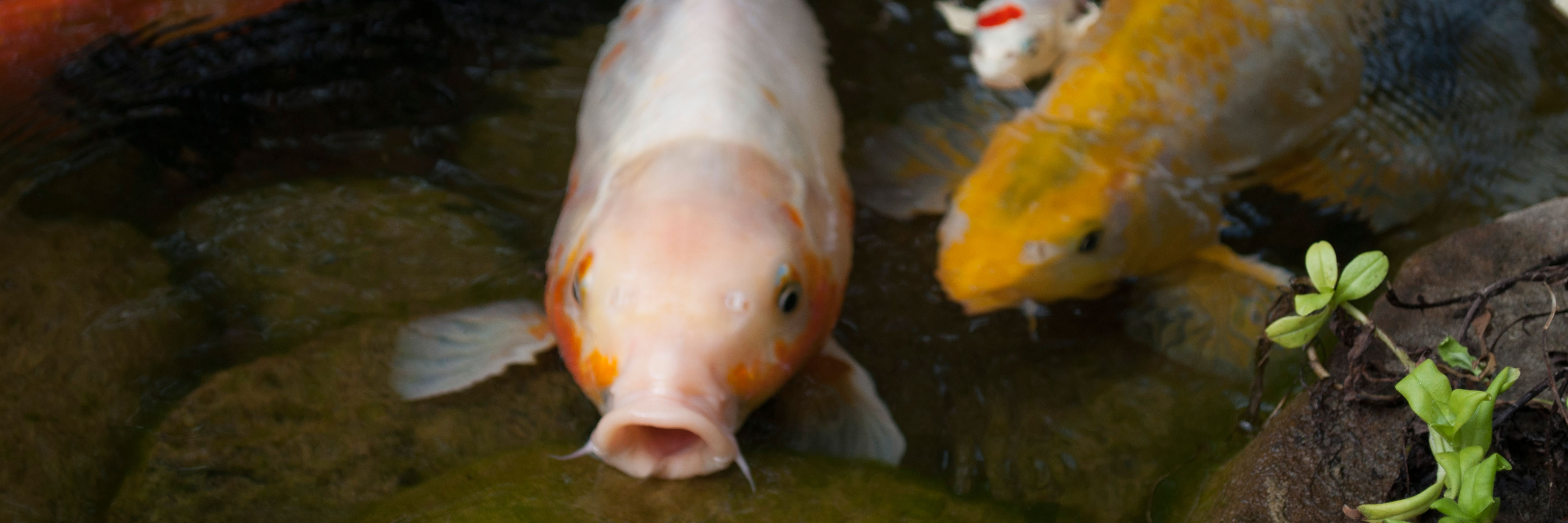 How Many Fish Is Too Many In My Pond?