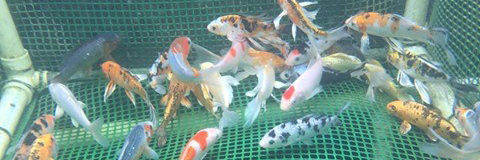 Acclimate New Koi or Fish to a New Pond Acclimate New Koi or Fish to a New Pond