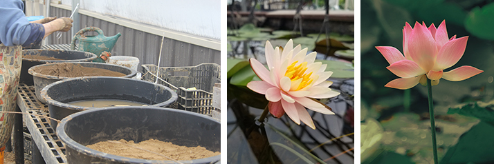 Learn How to Divide Water Lilies and Lotus Learn How to Divide Water Lilies and Lotus