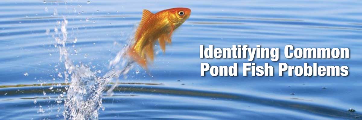 Common Pond Fish Problems Common Pond Fish Problems
