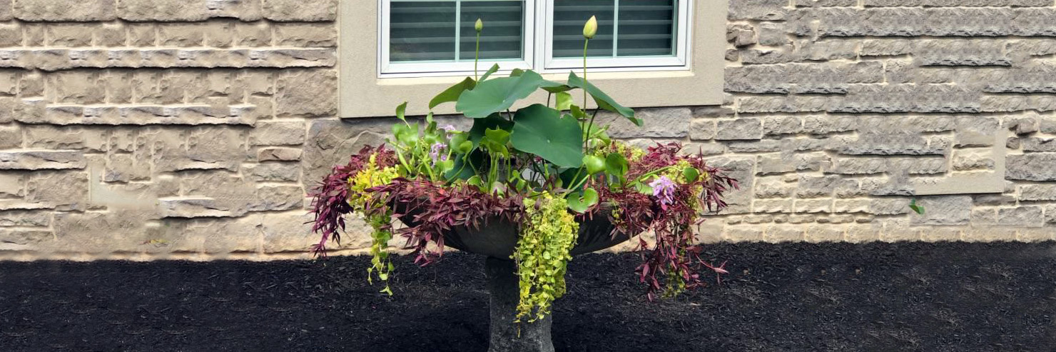 Creating your Own Container Garden or Patio Pond