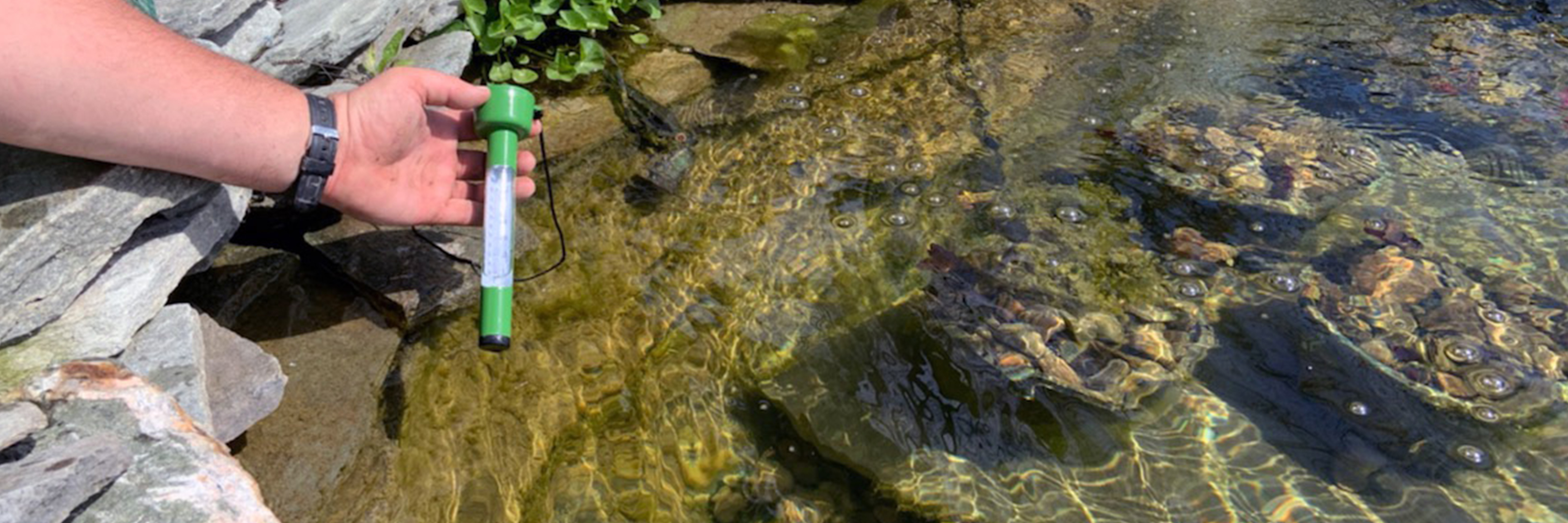 Pond Thermometers and Pond Health Pond Thermometers and Pond Health